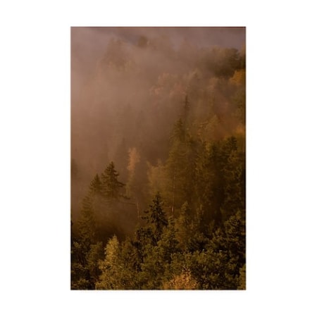 PhotoINC Studio 'Autumn Forest Green' Canvas Art,12x19